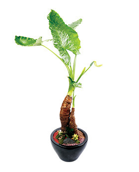 공기정화식물 알로카시아